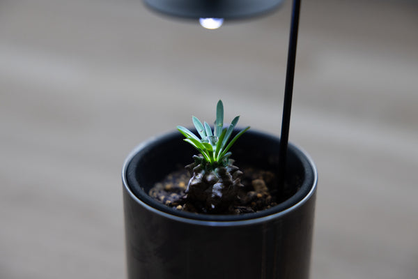 Plant Light / LMP-P100