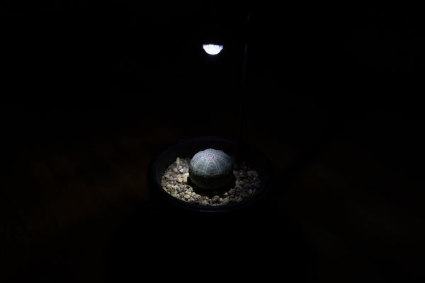 Plant Light / LMP-P100