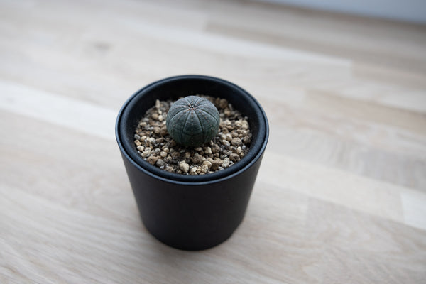 Plant Pot Holder / RPP-0760