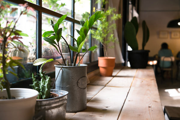 Plant