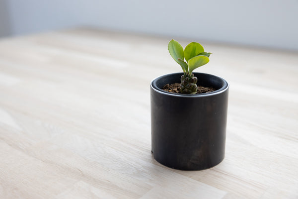 Plant Pot Holder / RPP-0760